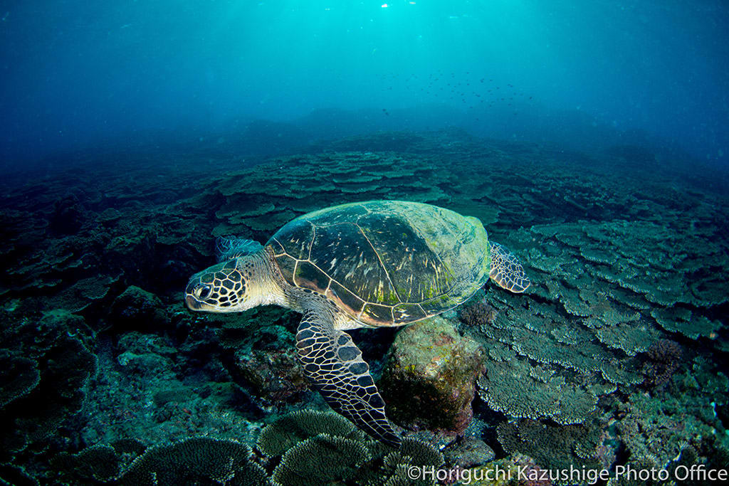 Pacific green turtle
