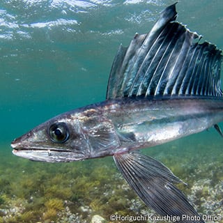 Longnose lancetfish