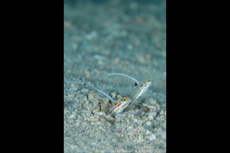Orange-striped shrimpgoby