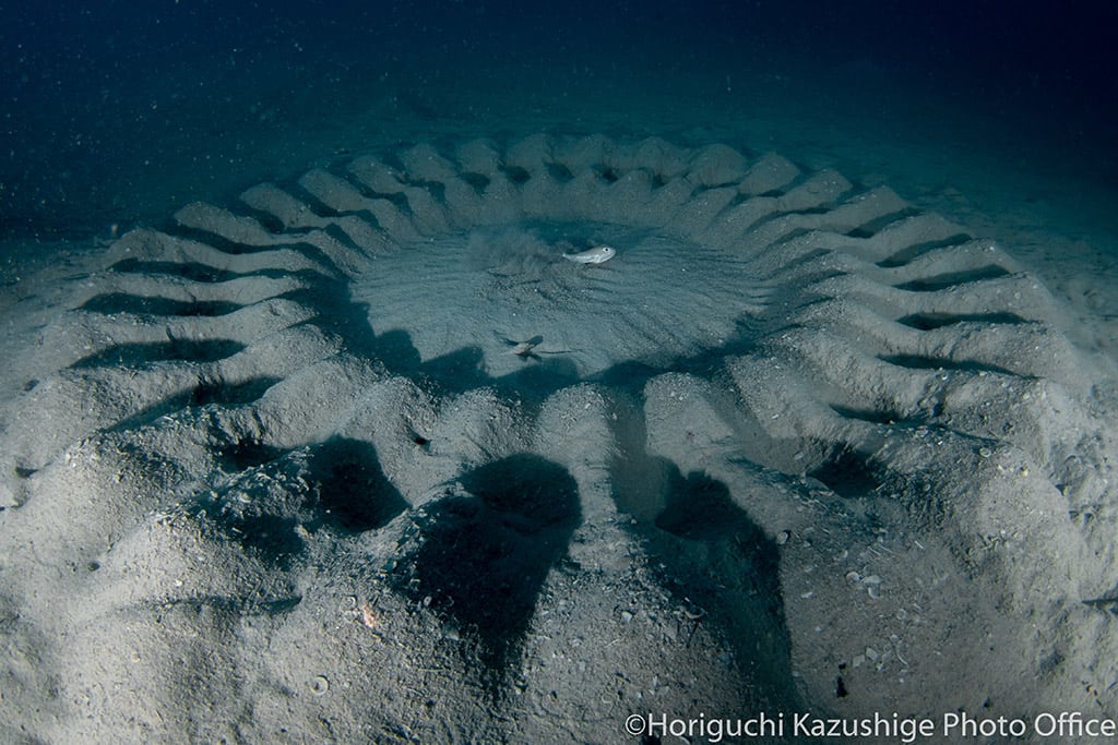 White-spotted pufferfish(Spawning bed)