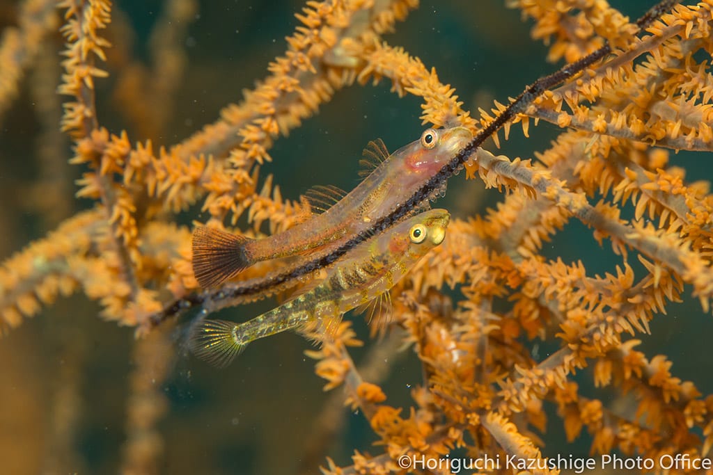 Black coral goby