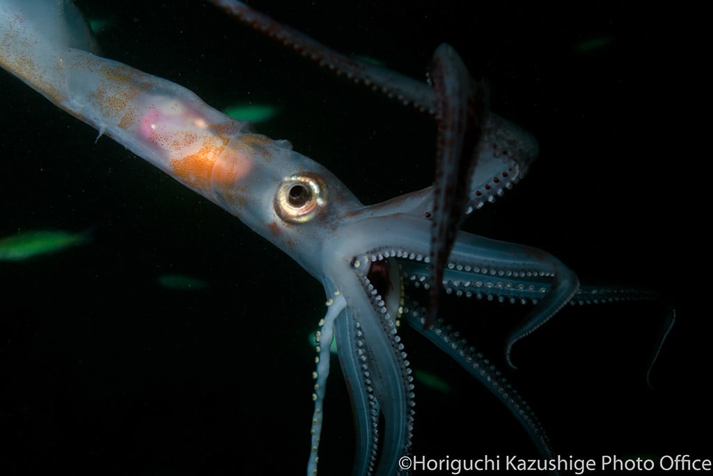 Chiroteuthid squid