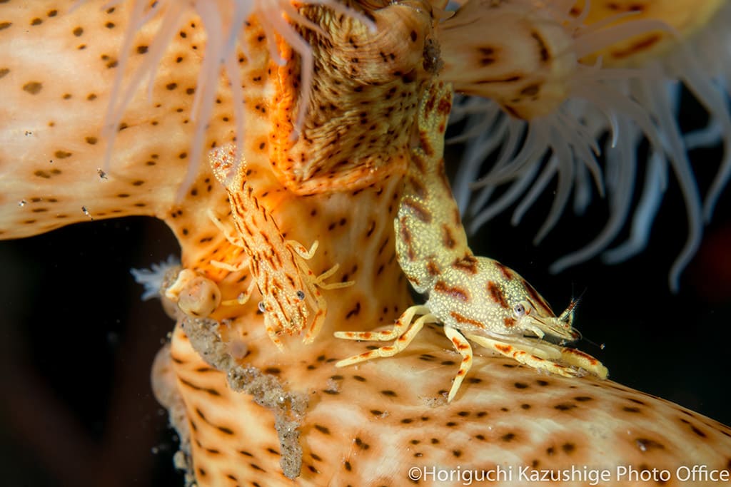 Leopard Anemone Shrimp