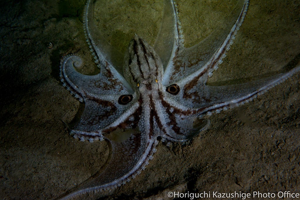 Octopus ocellatus