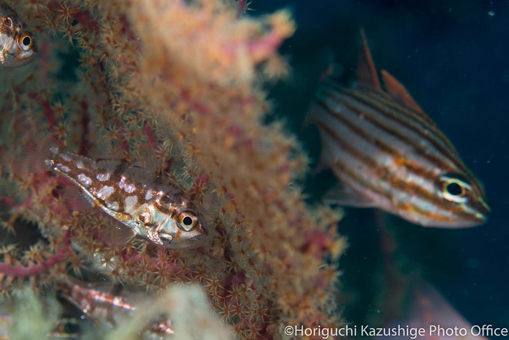 Siphonfish