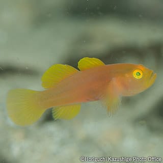 Yellow Pygmy Goby