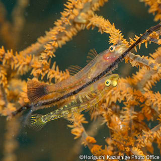 Black coral goby