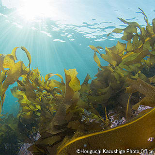 Asian kelp