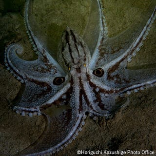 Octopus ocellatus