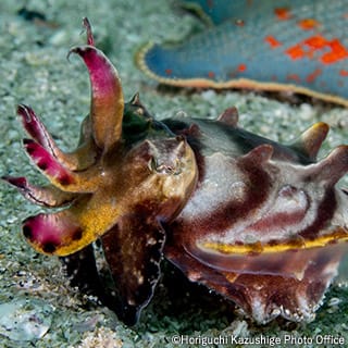 Paintpot cuttlefish