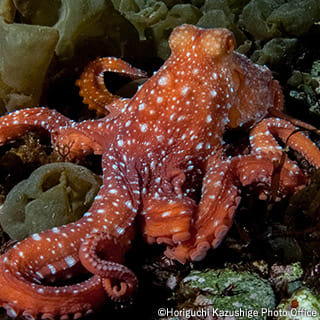 Small-spot octopus
