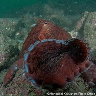 Giant Pacific octopus