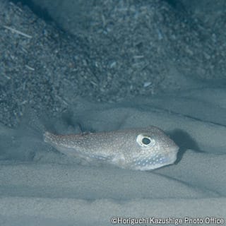 White-spotted pufferfish