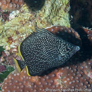 Wrought-iron butterflyfish