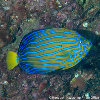 Blue-striped angelfish