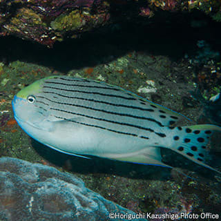 Halfbanded angelfish