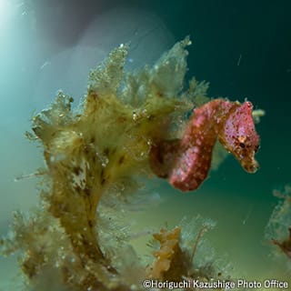 Japanese pygmy seahorse