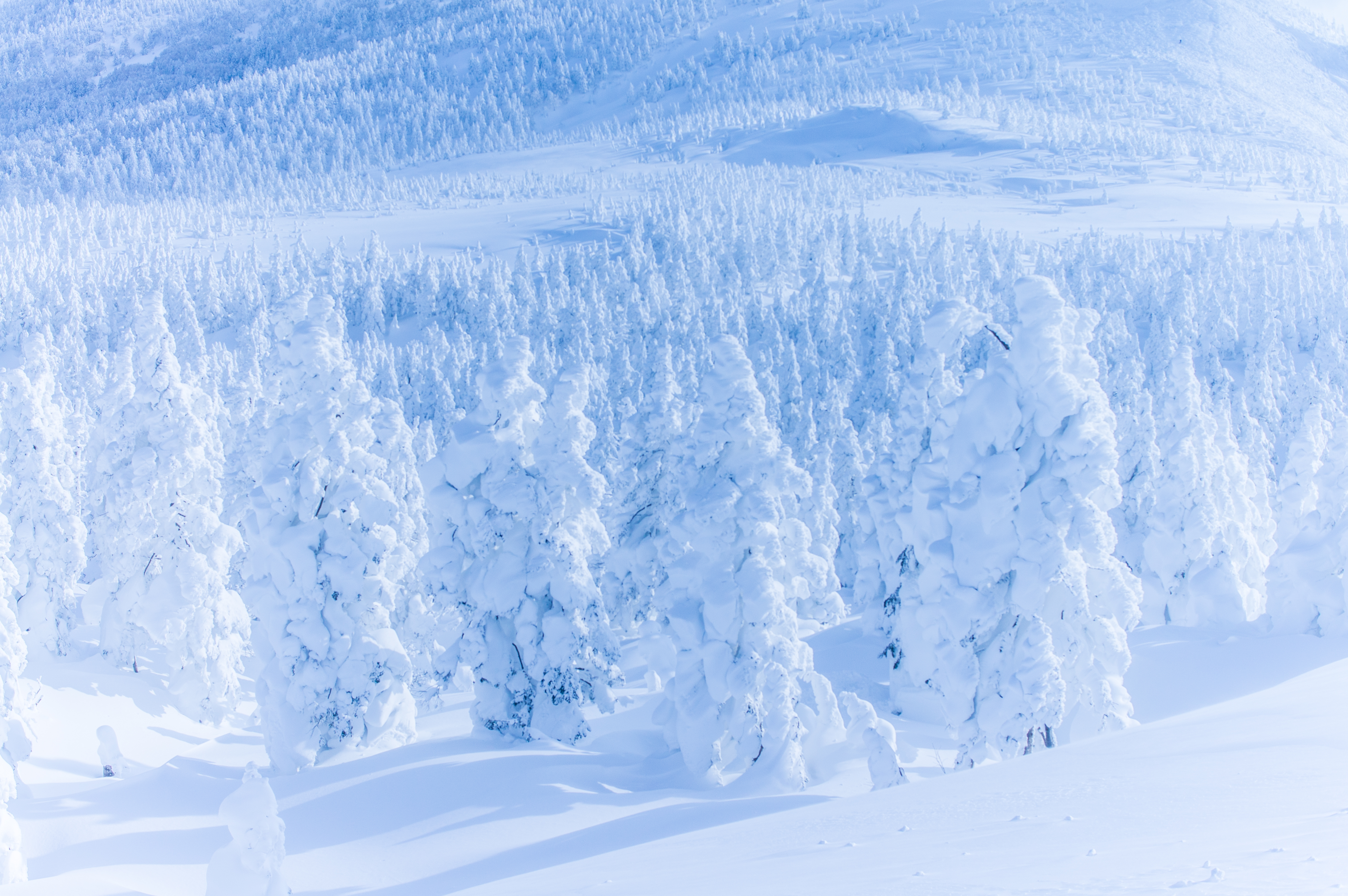 Zao Snow Monsters (Miyagi)