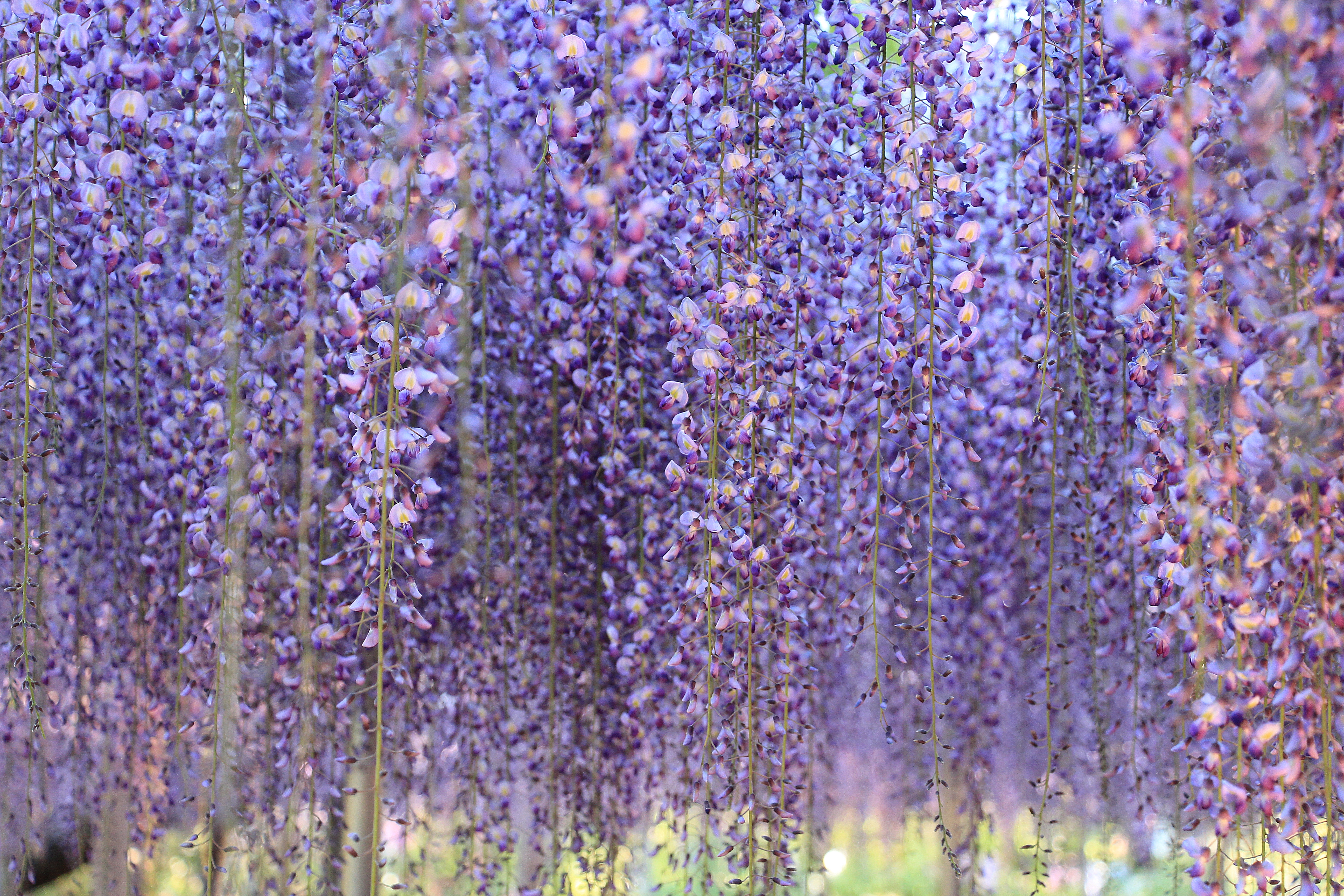 Ashikaga Spring Flower Festival