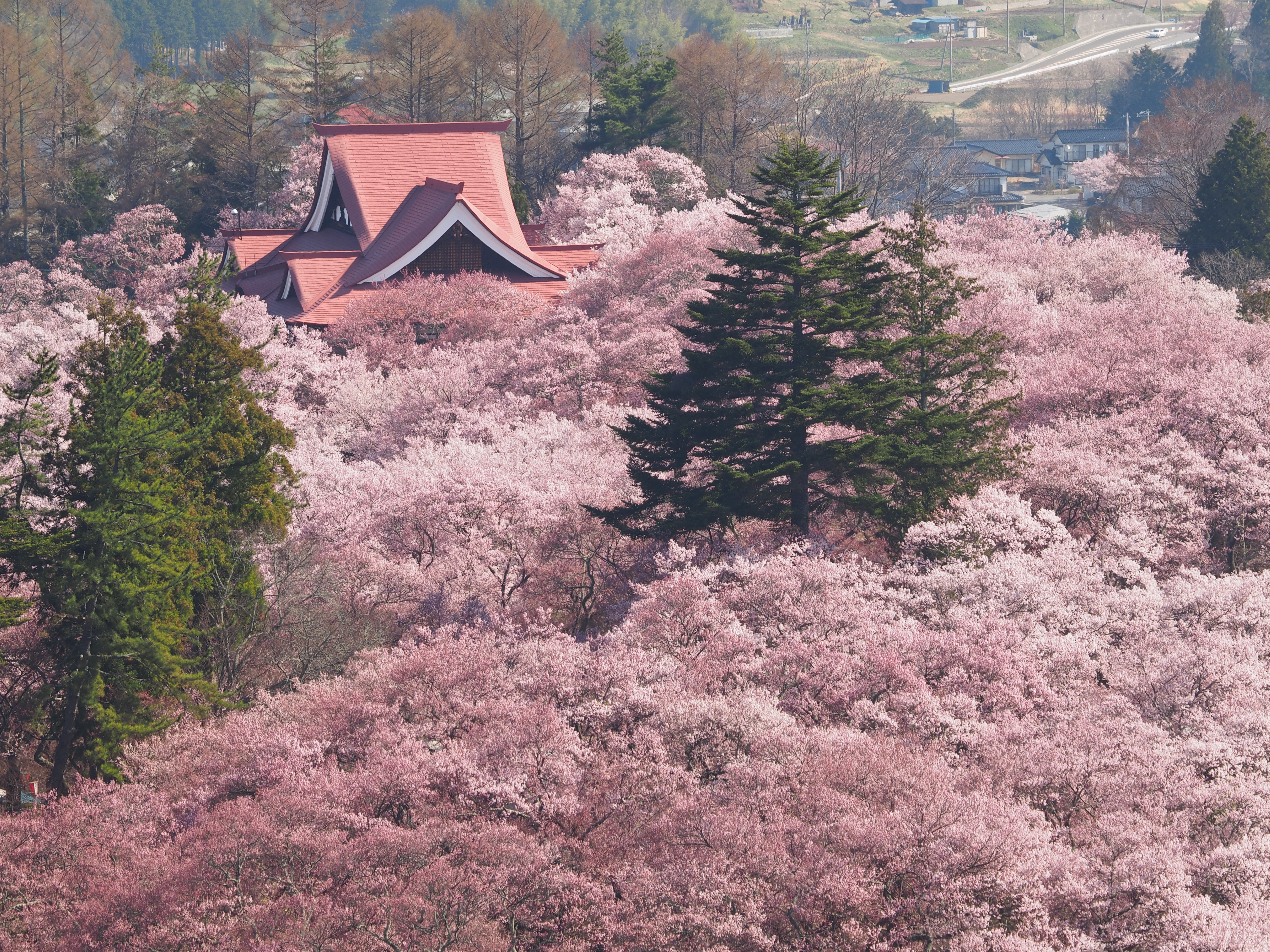 Takato Cherry Blossom Festival