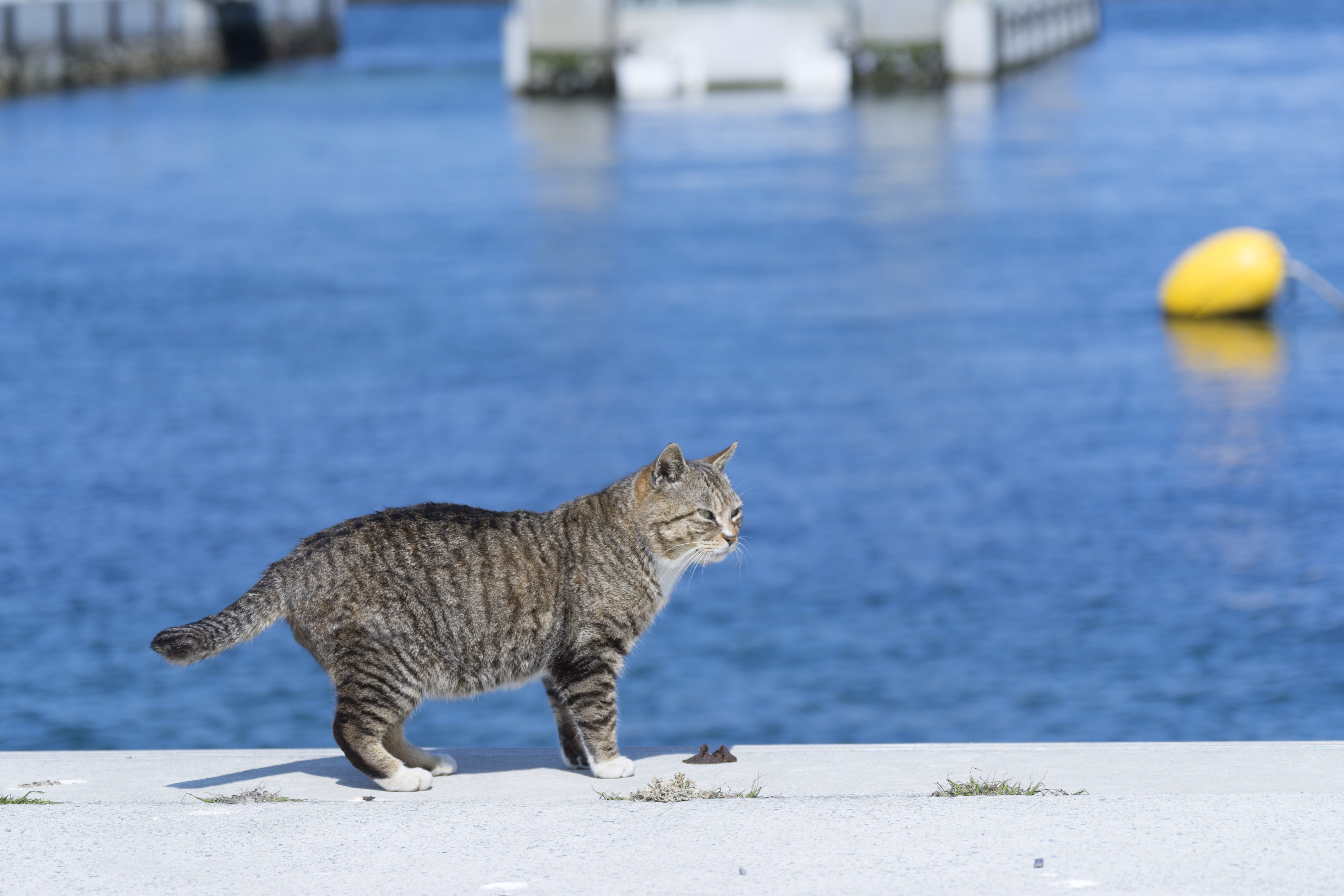 Tashiro cat Island