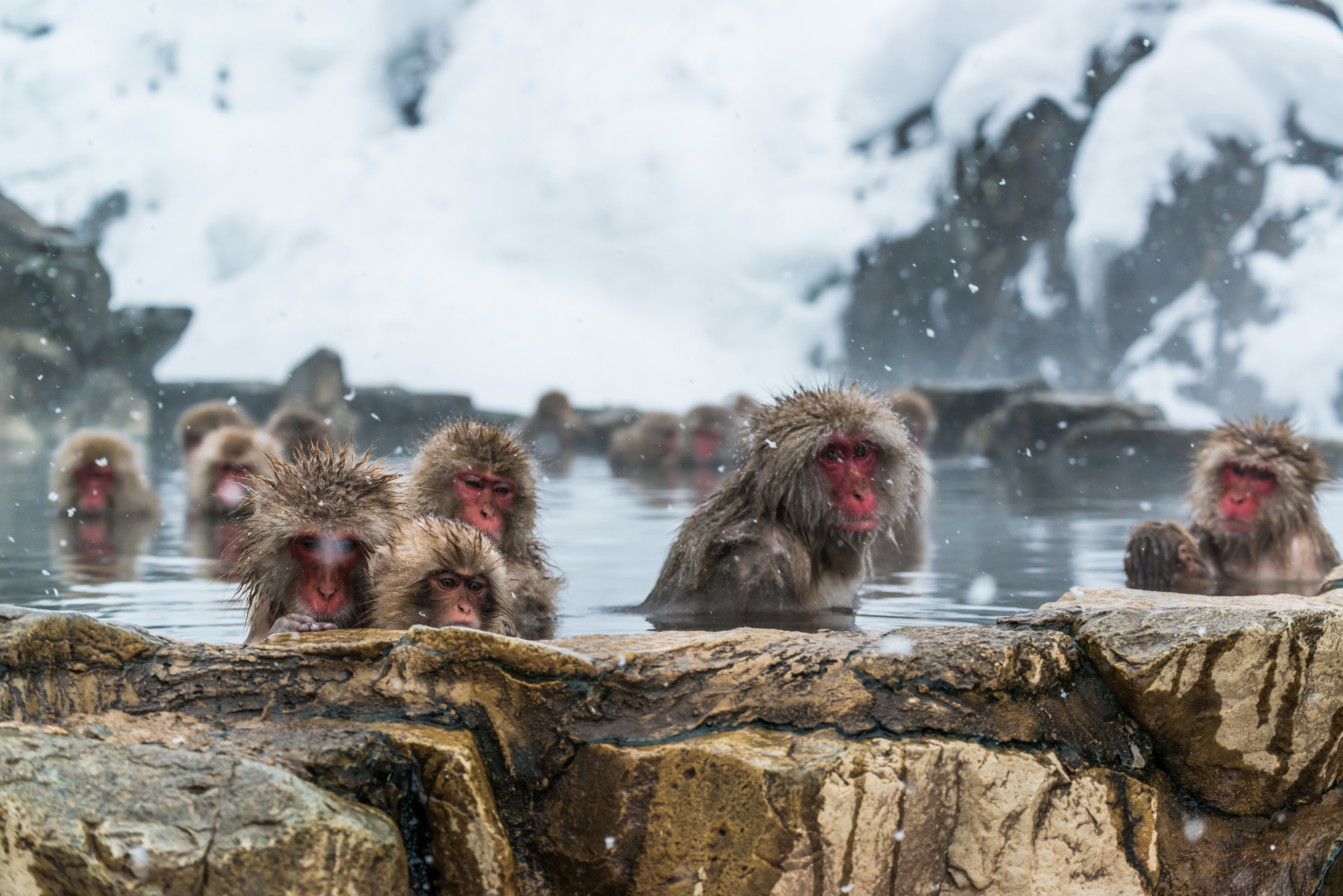 Jigokudani Snow Monkey Park