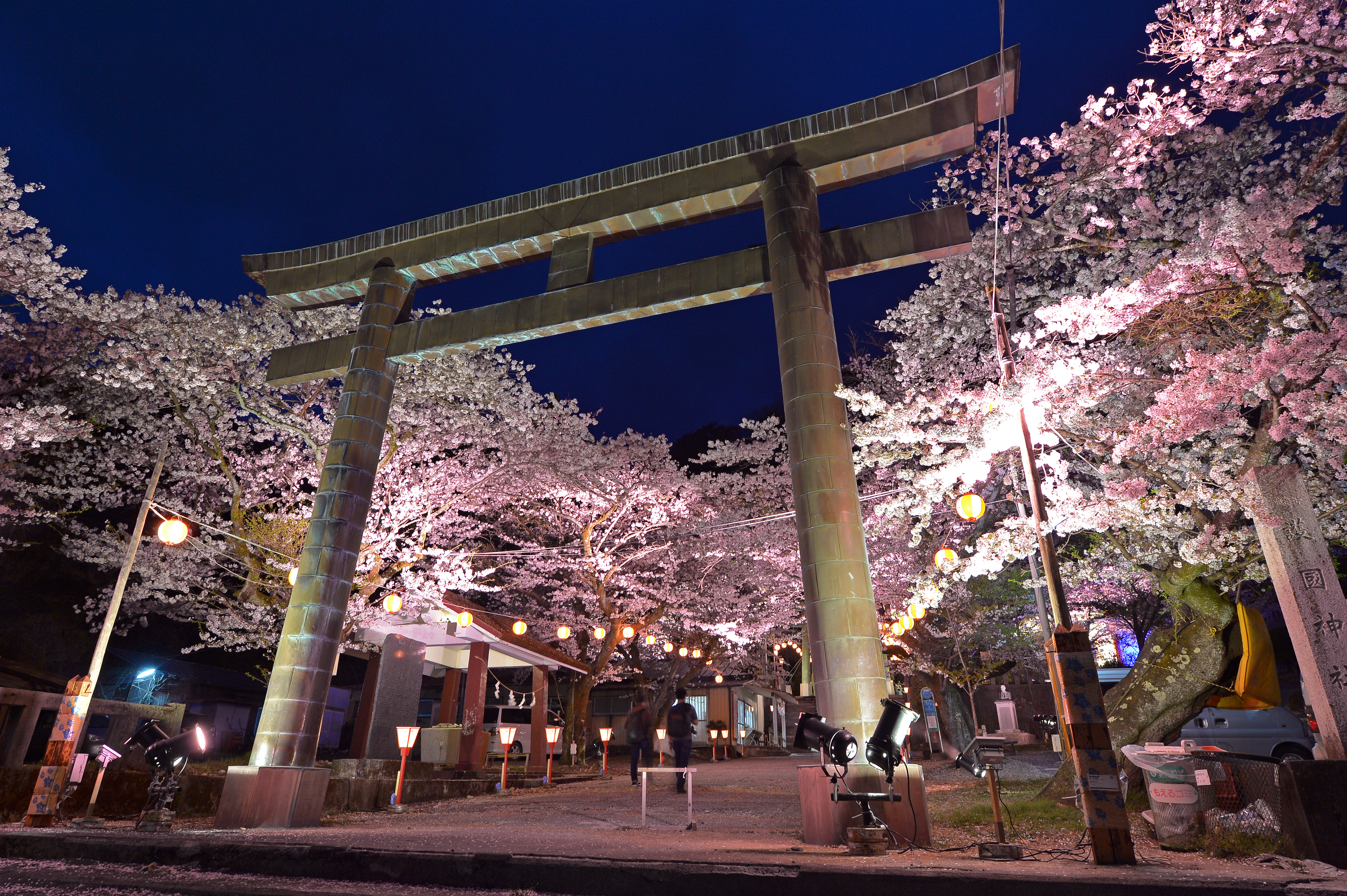 Cherry Blossom in the Night City