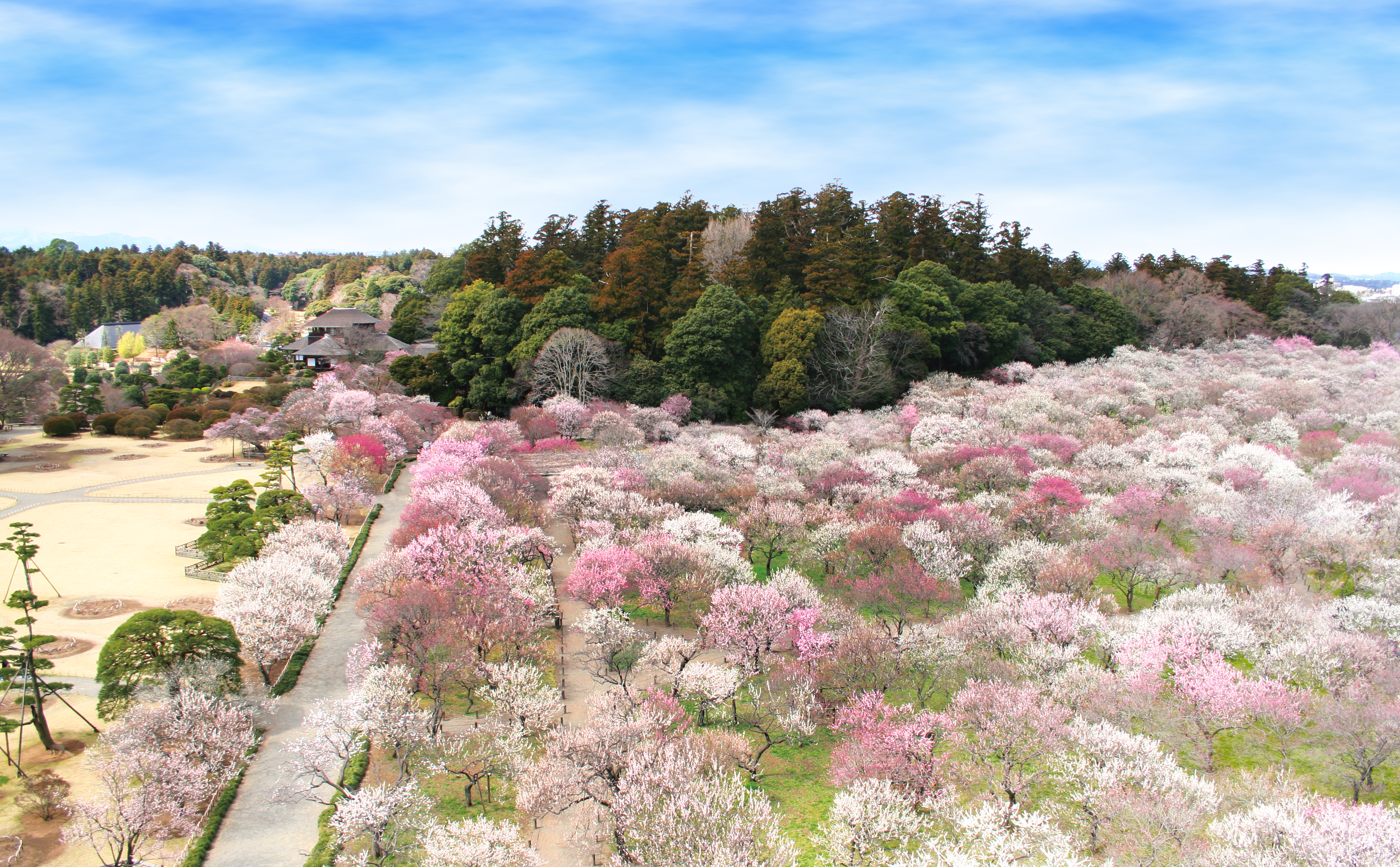 Lễ hội Hoa Mận Mito | Travel Japan - Cơ quan Xúc tiến Du lịch Nhật Bản  (Trang web chính thức)