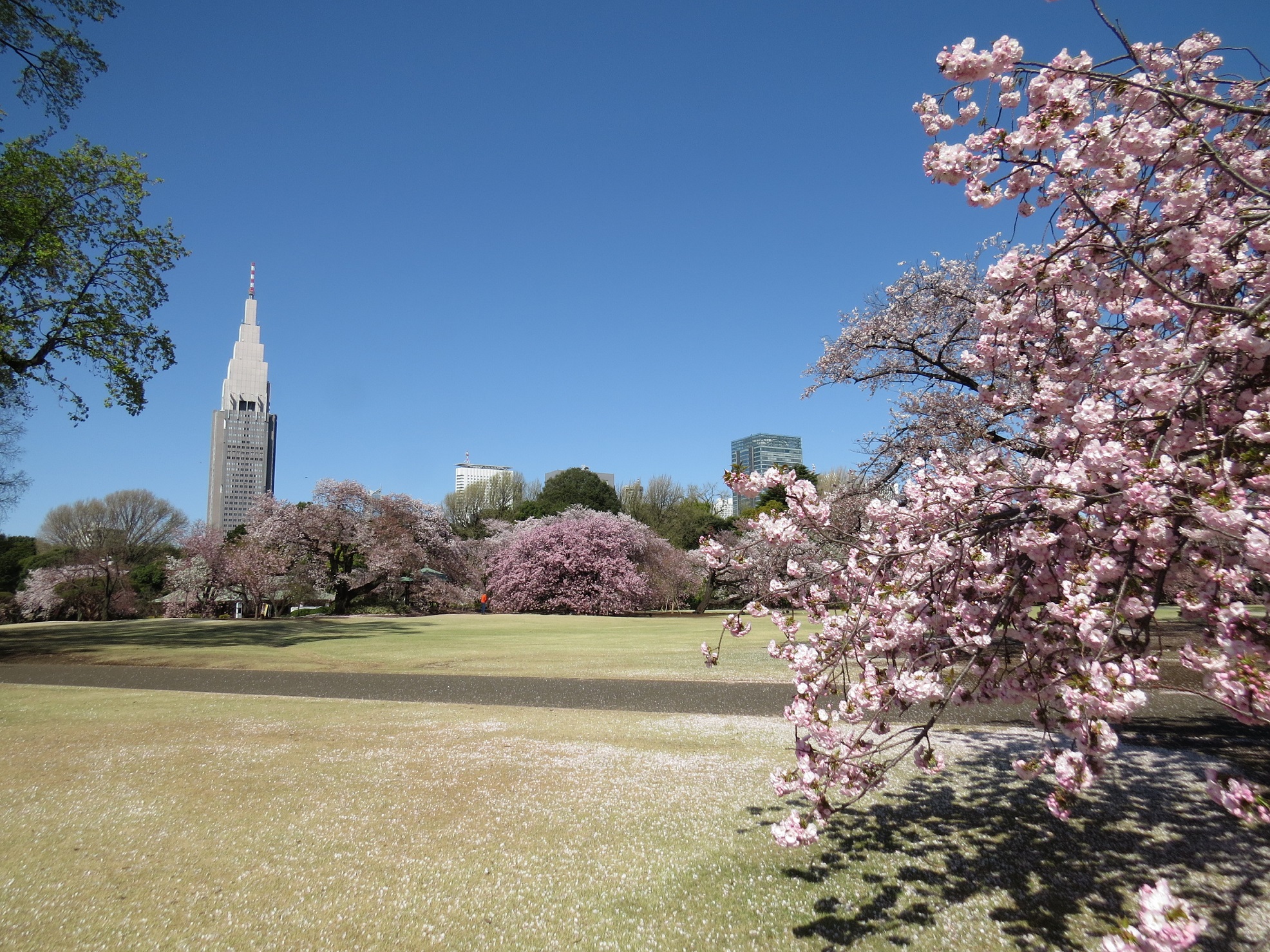 Vườn Quốc gia Shinjuku Gyoen | Travel Japan - Cơ quan Xúc tiến Du lịch Nhật Bản (Trang web chính thức)