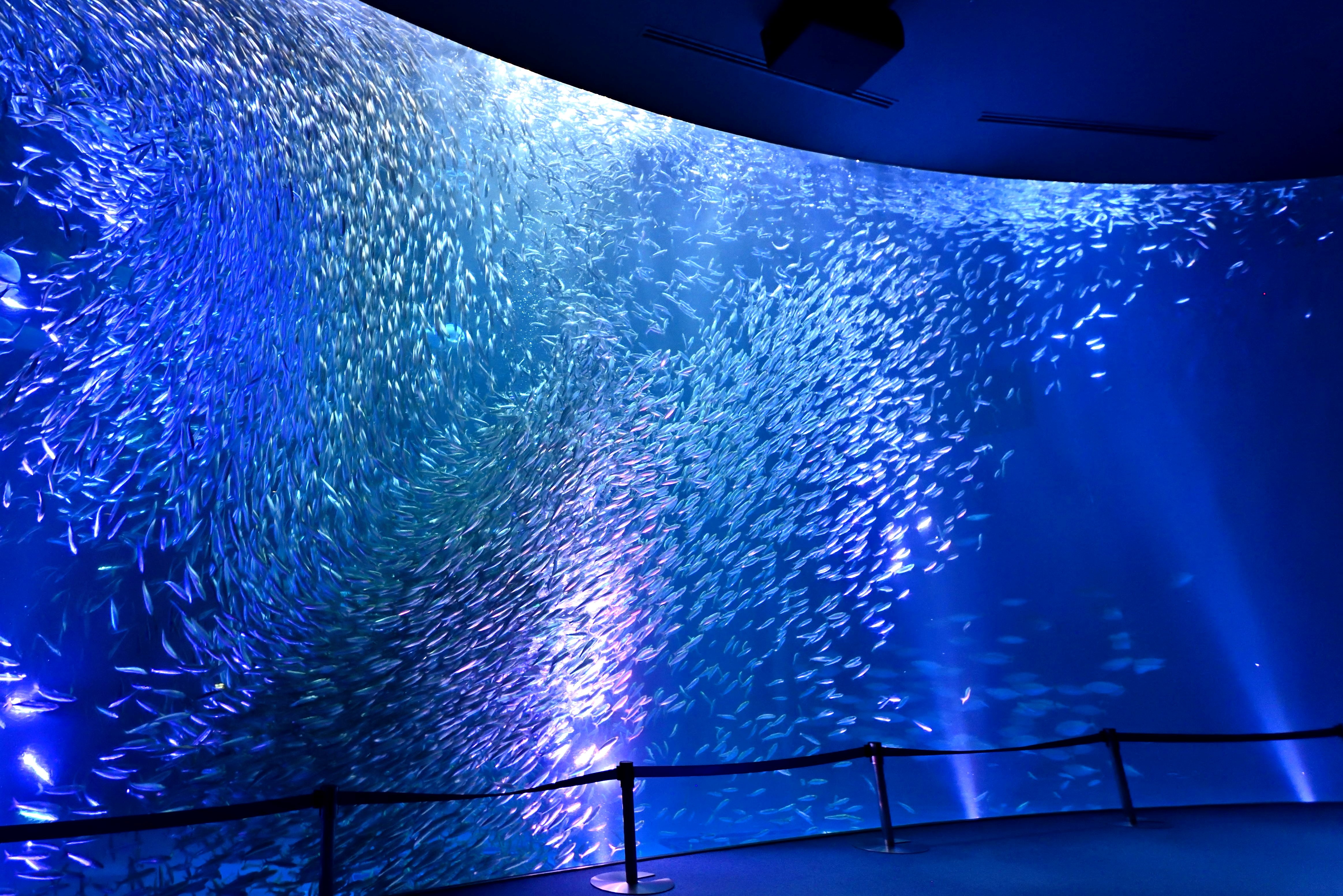 名古屋港水族館| Travel Japan - 日本國家旅遊局（官方網站）