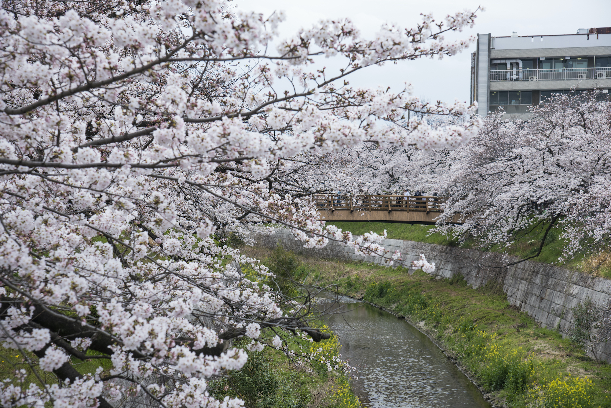 Yamazaki River Cherry Blossoms