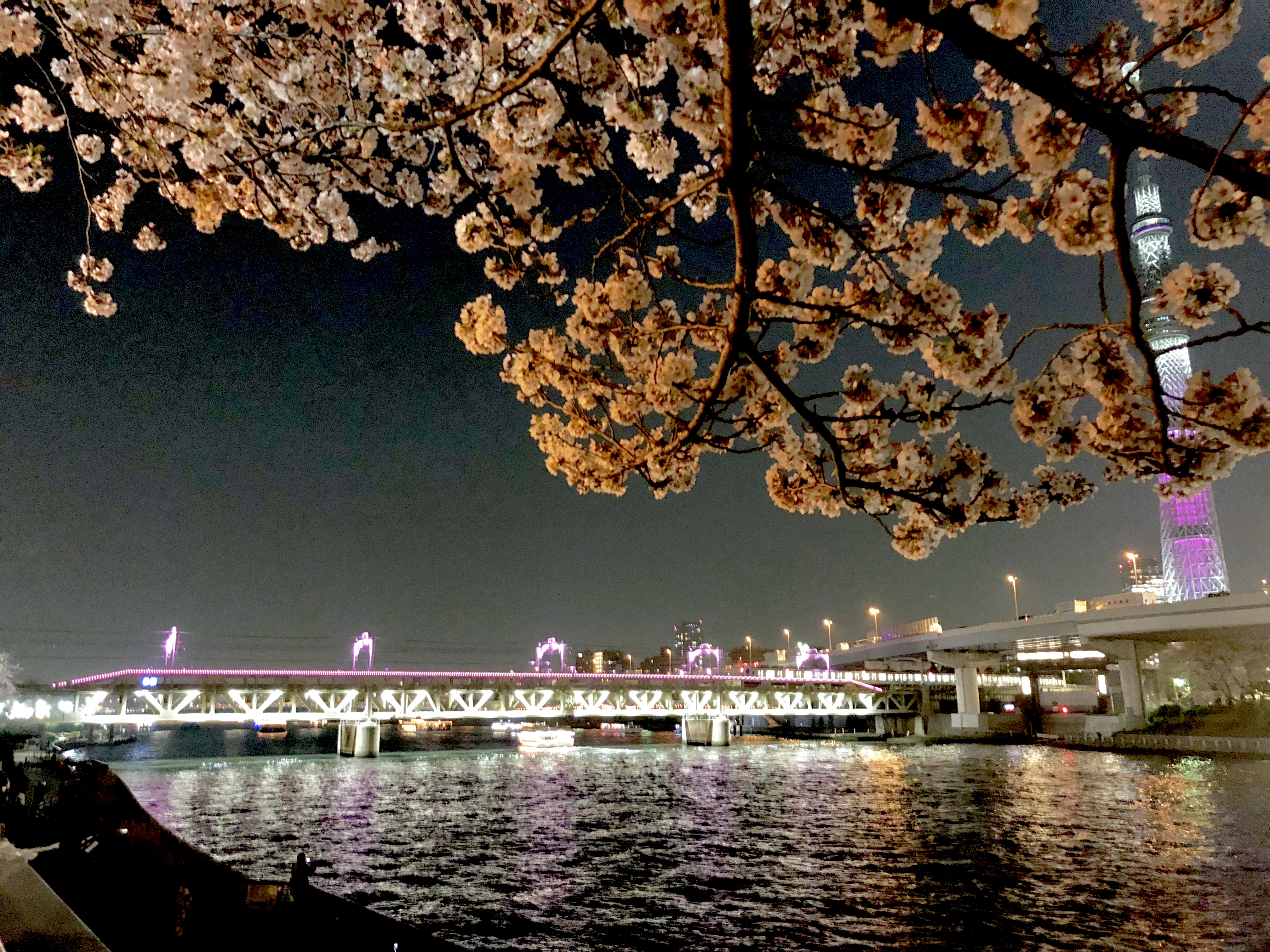 Sumida Park Cherry Blossom Festival