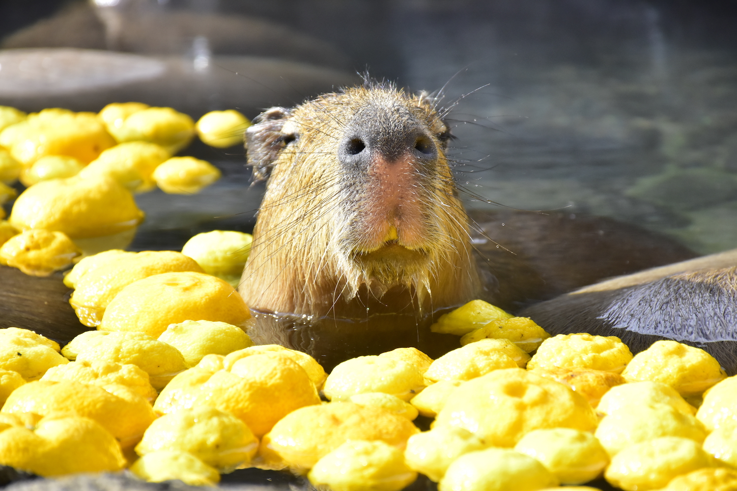 Izu Shaboten Zoo