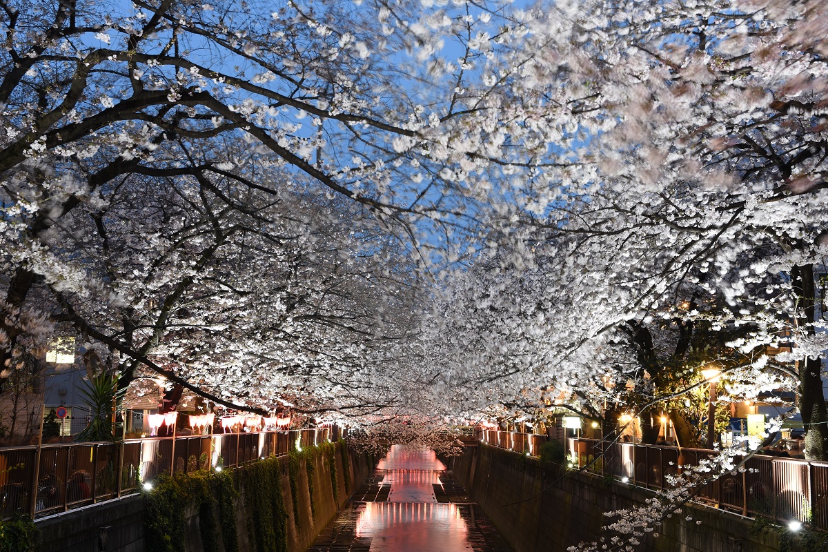 Nakameguro Cherry Blossoms