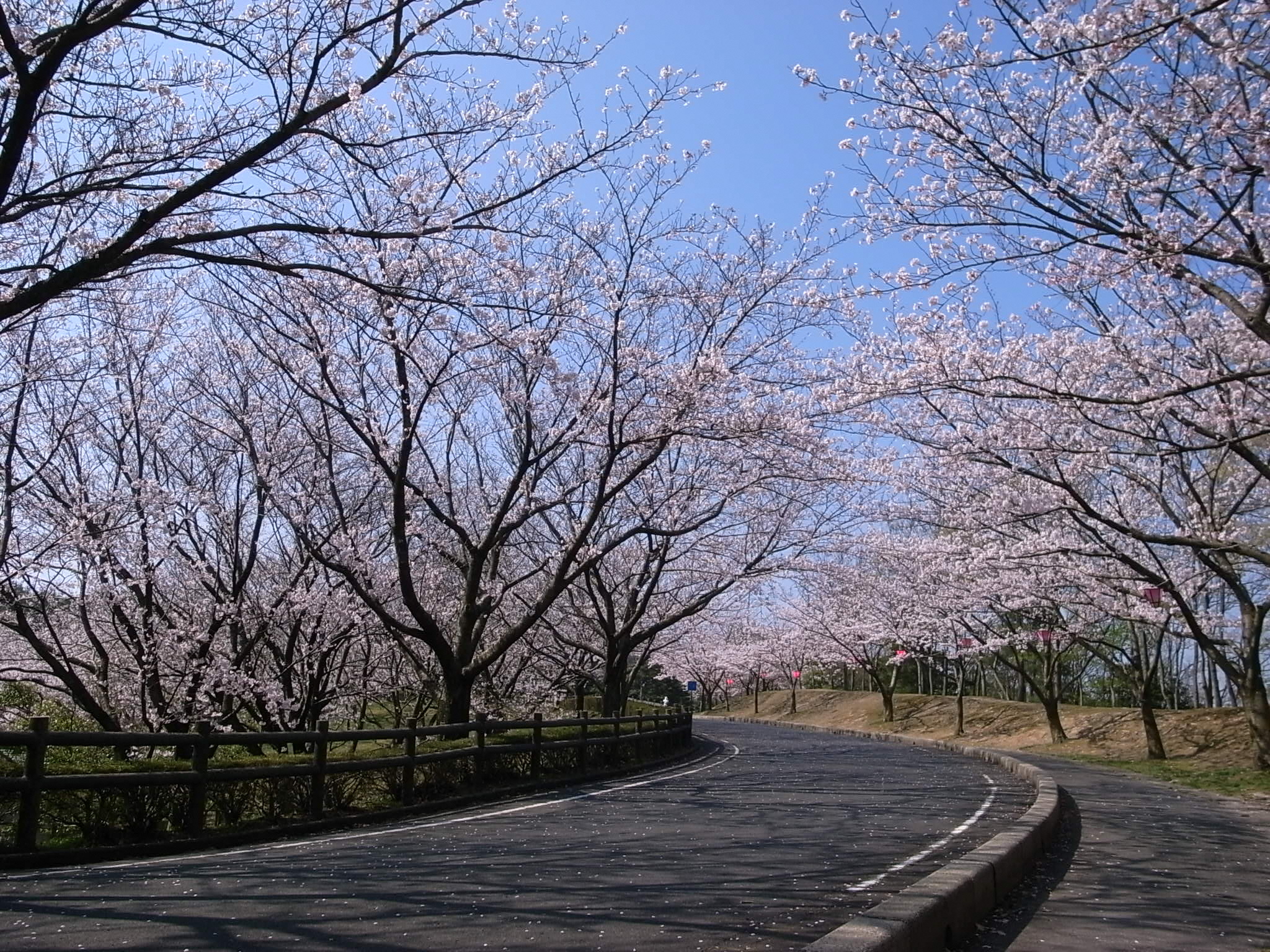 Inaba Senbonzakura Cherry Blossoms
