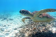 Tokashiki Island (Tokashikijima)